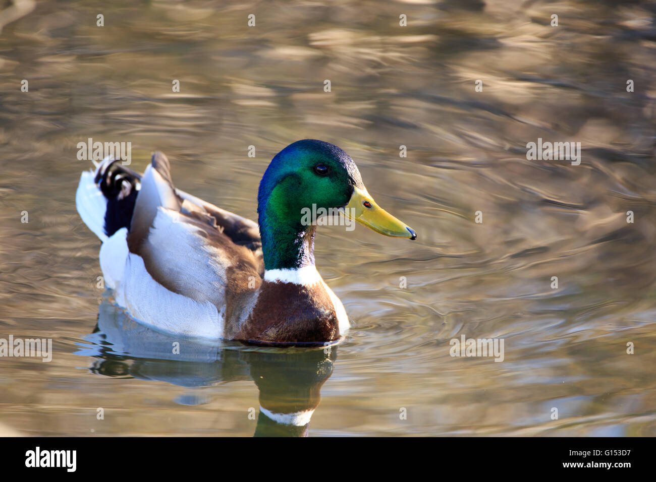 Un canard colvert natation dans l'étang sur le printemps. Banque D'Images