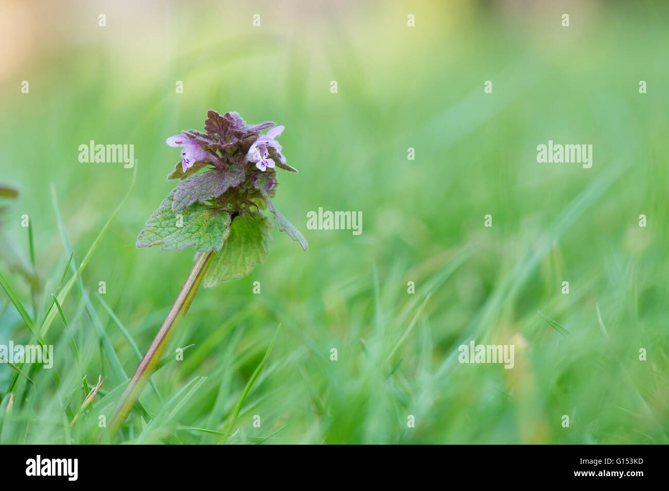 Lamium purpureum. Lamier rouge dans l'herbe haute. UK Banque D'Images