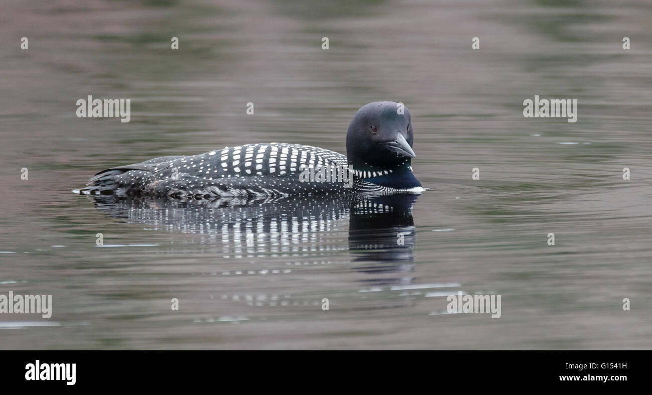 - Plongeon huard Gavia immer - pêche sur l'image sur un lac dans le Nord de l'Ontario. Banque D'Images