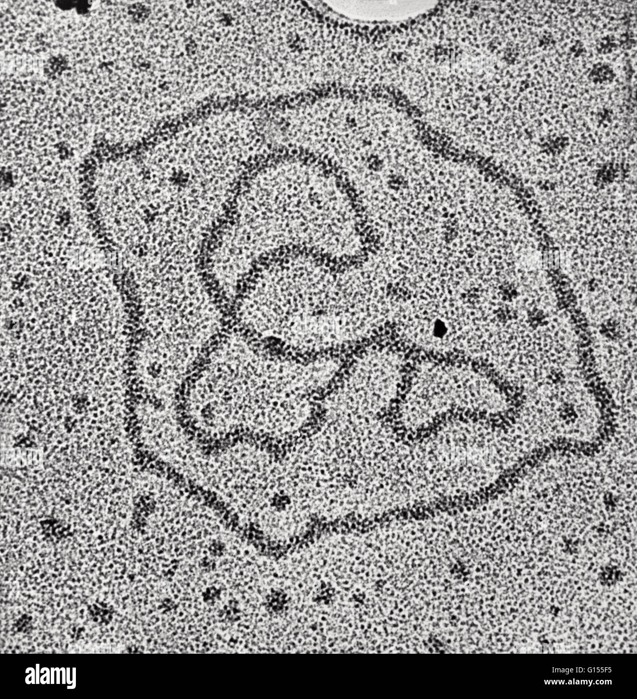 Micrographe de deux anneaux d'ADN viral. Deux microns de longueur. Banque D'Images