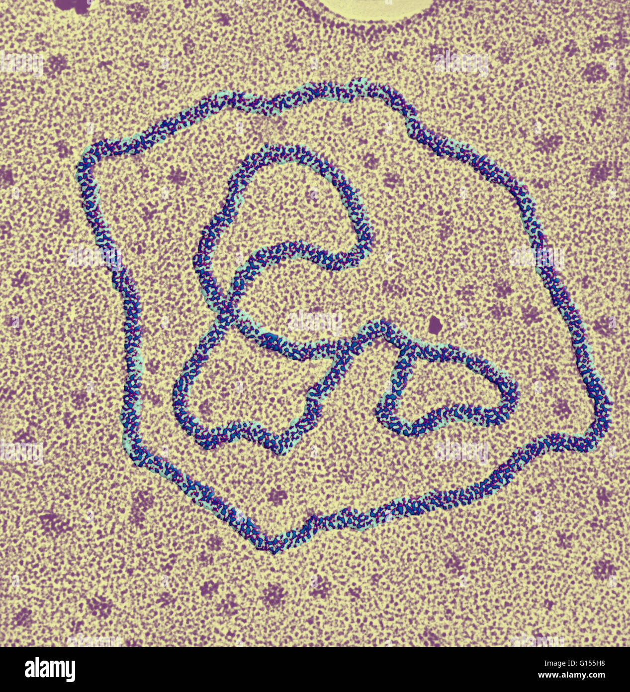 Micrographe de deux anneaux d'ADN viral. Deux microns de longueur. Banque D'Images