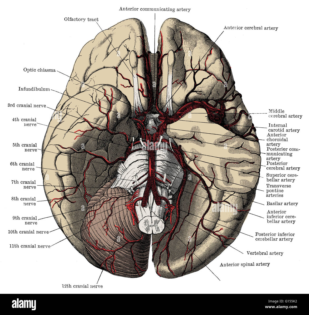 Artères de la base du cerveau, y compris le 'cercle de Willis'. Cette  illustration comprend intitulé anatomie du cerveau Photo Stock - Alamy