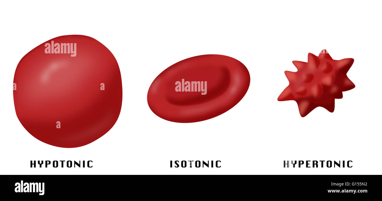 Illustration montrant l'effet de l'isotonique, hypertonique hypotonique et solutions sur les globules rouges du sang. Banque D'Images