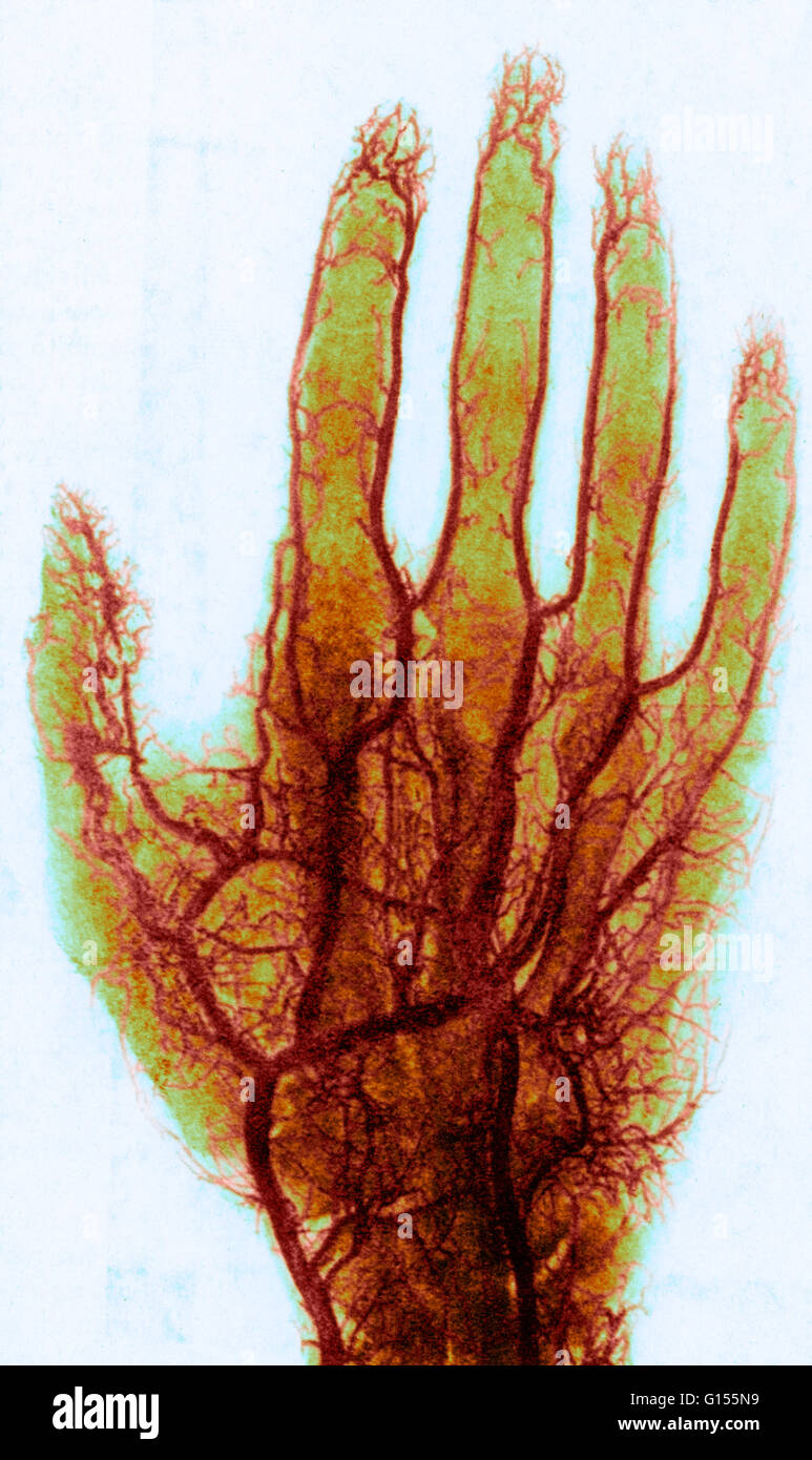 Vaisseaux sanguins de la main Banque de photographies et d’images à haute résolution Alamy