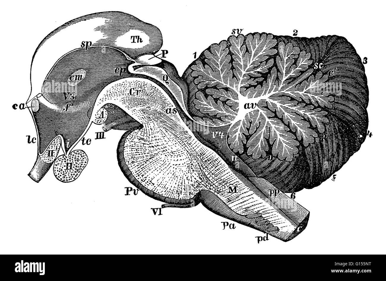 Illustration d'une coupe sagittale de la troisième et quatrième ventricules du cerveau. Les ventricules contiennent du liquide céphalorachidien qui recouvre le cerveau. Il s'agit d'une illustration historique à partir de 1890. Banque D'Images