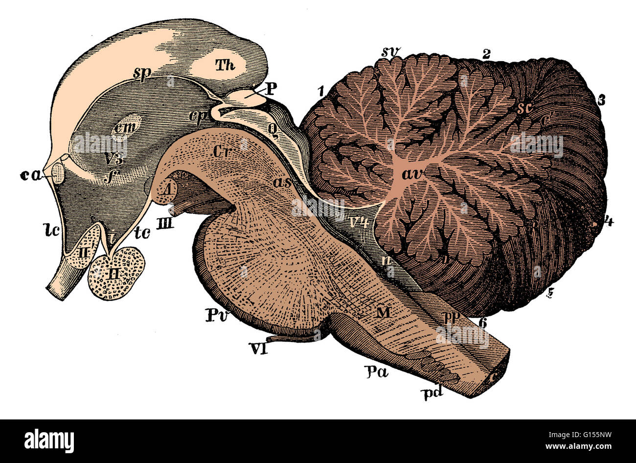 Renforcement de couleur illustration d'une coupe sagittale de la troisième et quatrième ventricules du cerveau. Les ventricules contiennent du liquide céphalorachidien qui recouvre le cerveau. Il s'agit d'une illustration historique à partir de 1890. (Illustration de BS4911) Banque D'Images