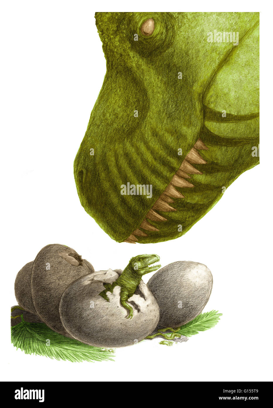 Une couleur d'une illustration avec l'éclosion des œufs de dinosaures adultes. Banque D'Images