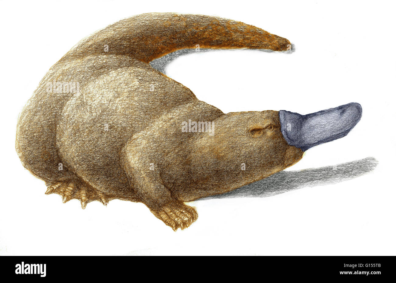 Renforcement de couleur illustration d'un ornithorynque, Ornithorhynchus anatinus bec, un mammifère semi-aquatique endémique de l'Australie et la Tasmanie. De concert avec les quatre espèces d'echidna, c'est l'une des cinq espèces de mammifères monotrèmes, qui pondent des œufs. A s Banque D'Images