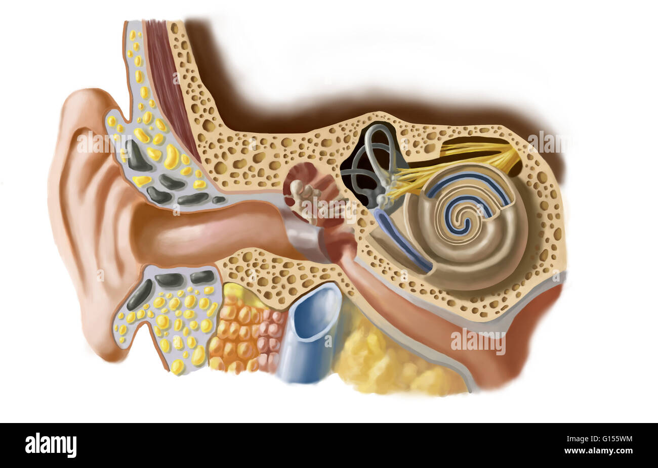 Schéma de l'oreille humaine. L'oreille interne permet l'analyse des sons et  leur transmission au cerveau par le nerf auditif. Il comprend le vestibule,  les canaux semi-circulaires et de la cochlée. Il est