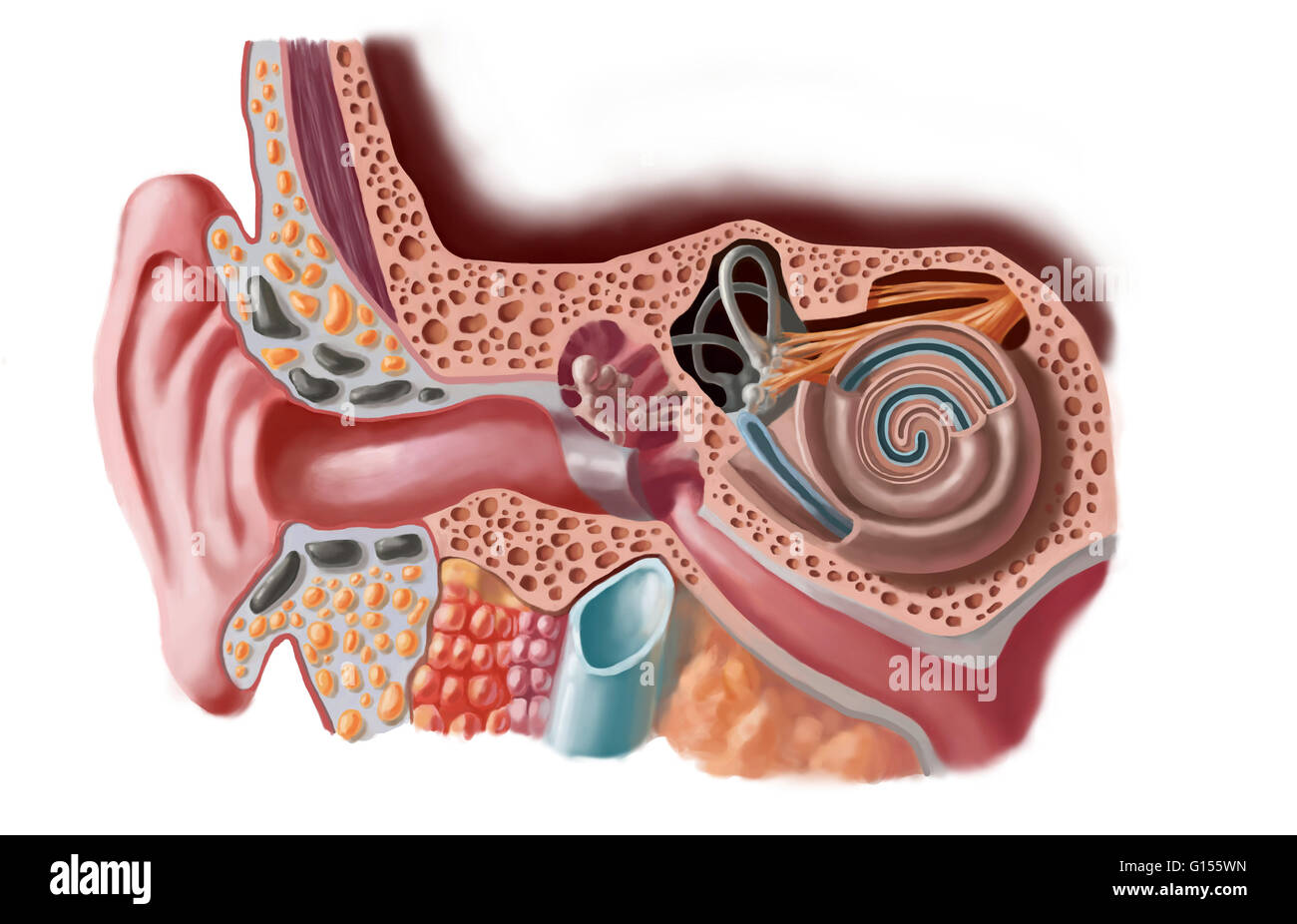 Schéma de l'oreille humaine. L'oreille interne permet l'analyse des sons et  leur transmission au cerveau par le nerf auditif. Il comprend le vestibule,  les canaux semi-circulaires et de la cochlée. Il est