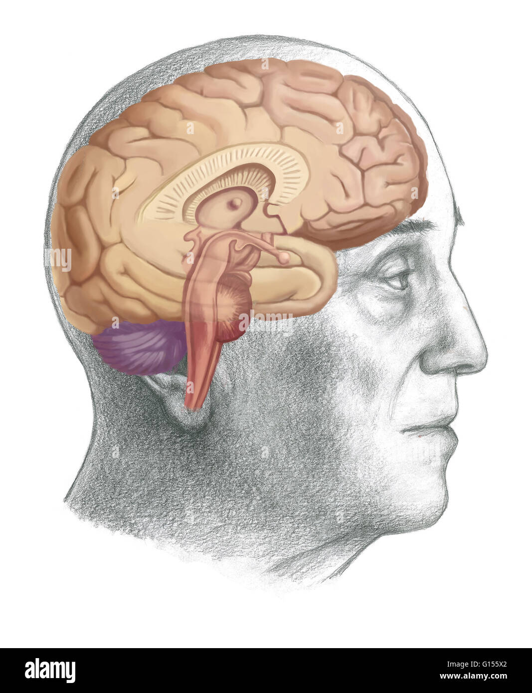 Illustration d'une section du cerveau montrant les pièces telles que le cerveau, cervelet, bulbe rachidien, corps calleux, lobe temporal, de l'hypothalamus, lobe frontal, système limbique, corps calleux, lobe pariétal, thalamus, lobe occipital, mésencéphale, Banque D'Images