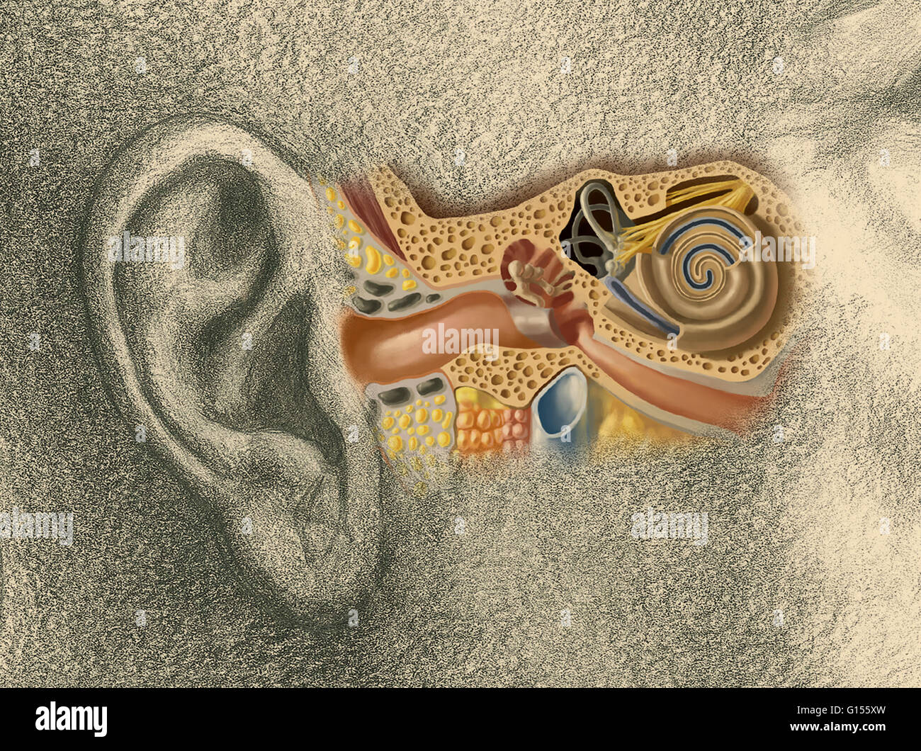 Schéma de l'oreille humaine. L'oreille interne permet l'analyse des sons et  leur transmission au cerveau par le nerf auditif. Il comprend le vestibule,  les canaux semi-circulaires et de la cochlée. Il est