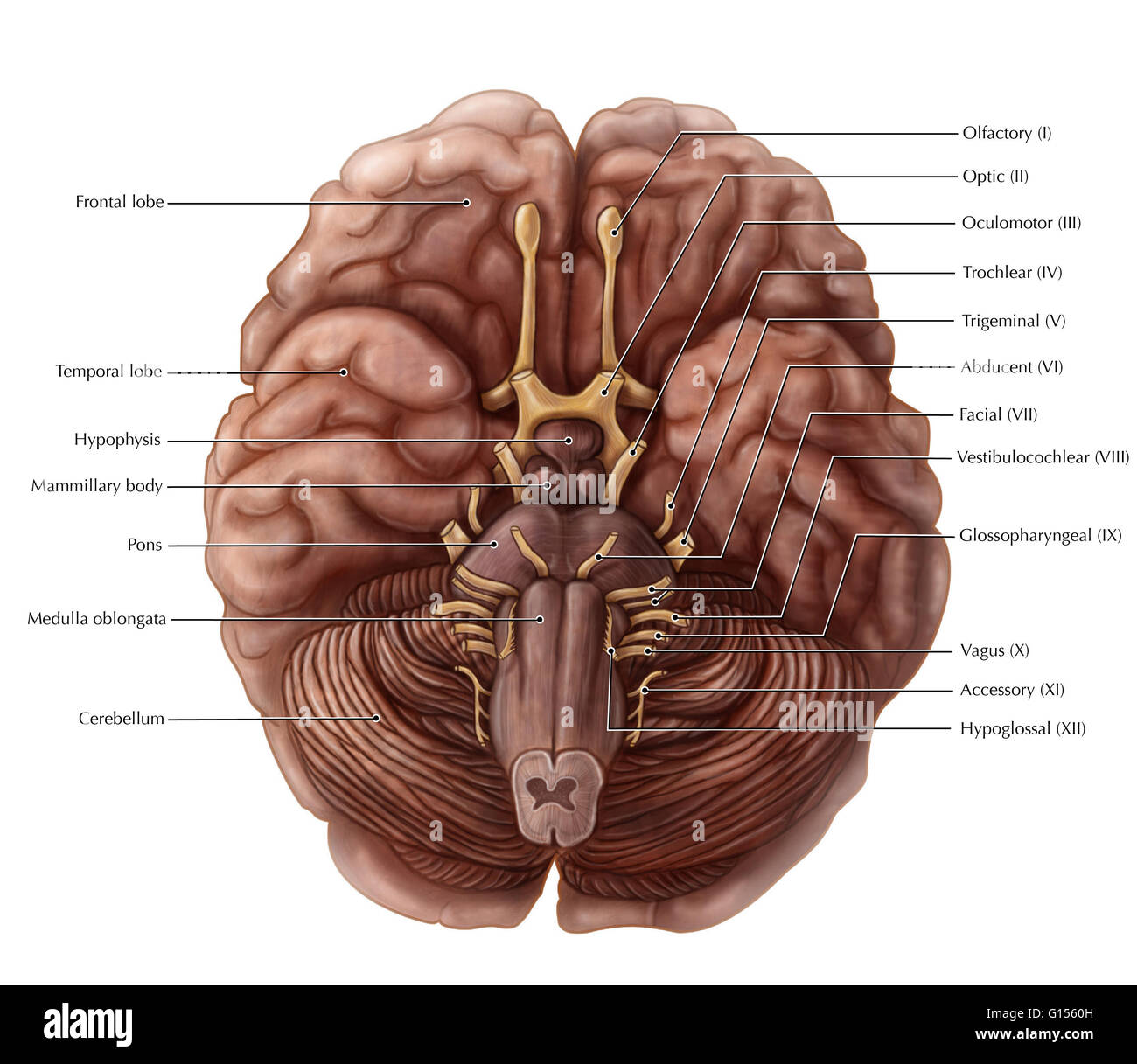 Un livre illustré sur la face inférieure du cerveau montrant les 12 nerfs crâniens, cerebrum, pons, cervelet, bulbe rachidien et d'hypophyse. Banque D'Images