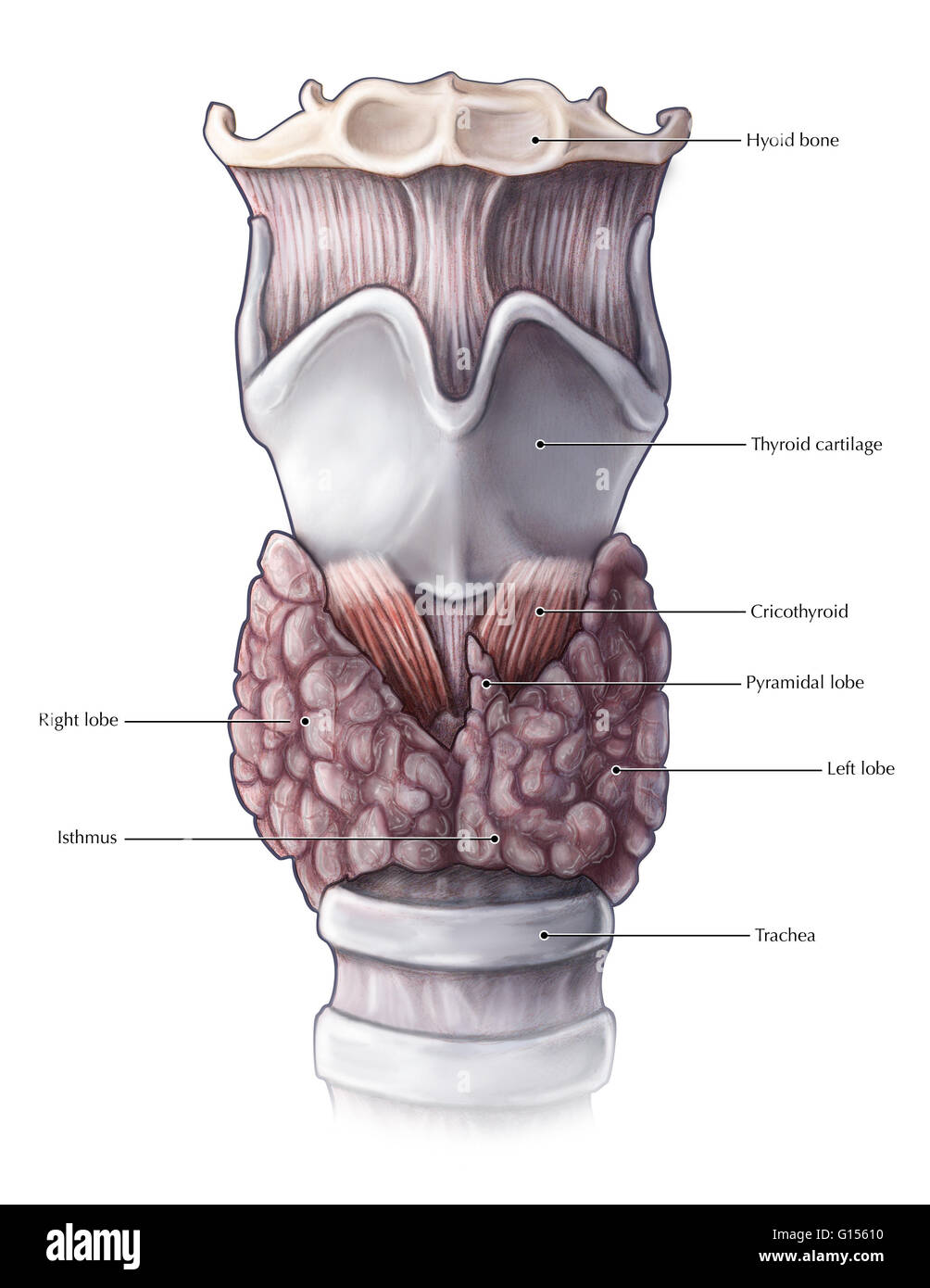 L'illustre une vue antérieure de la glande thyroïde et à proximité de structures dans le cou y compris l'os hyoïde, le cartilage thyroïde, cricothyroid les muscles et la trachée. Banque D'Images
