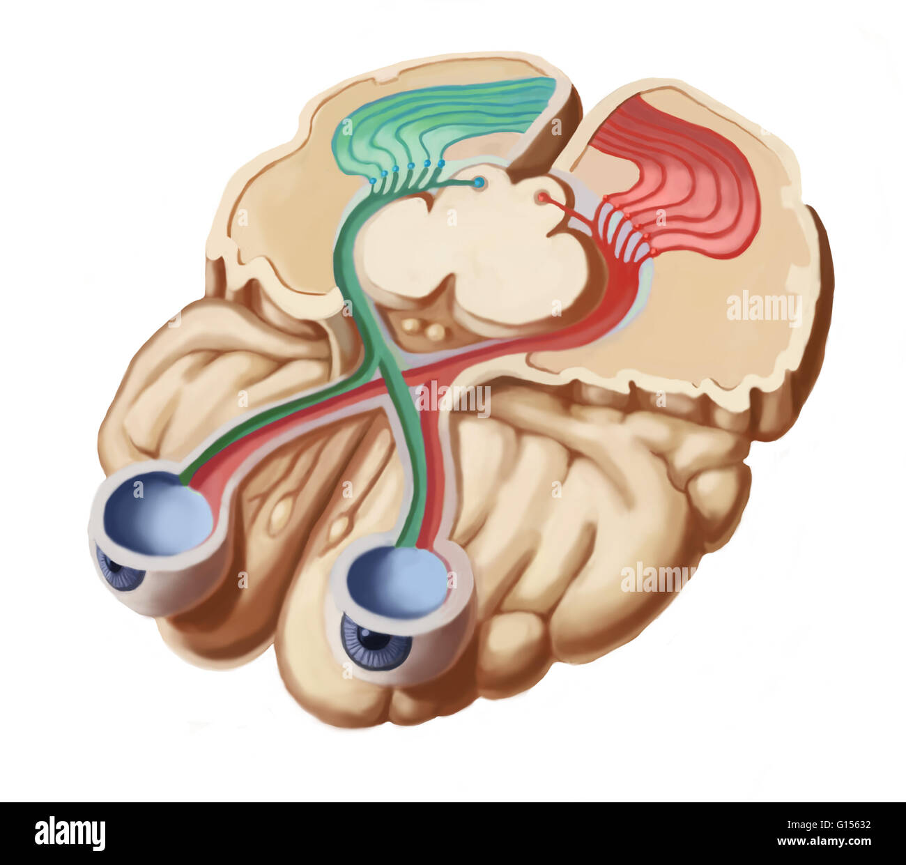 Illustration des voies visuelles de la rétine de l'œil au cerveau cortex. À l'arrière de chaque oeil, la membrane sensible à la lumière de la rétine transforme les images visuelles dans l'influx nerveux. Ces images sont en binoculaire que le champ visuel de chaque e Banque D'Images