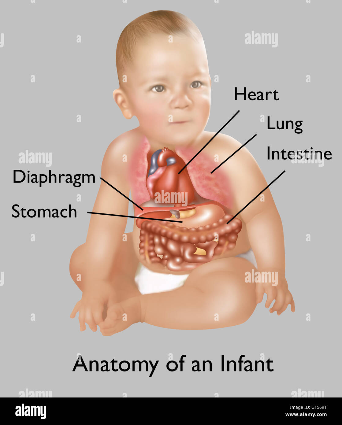 Anatomie D Un Nourrisson Photo Stock Alamy Anatomie D Un Nourrisson Photo Stock Alamy