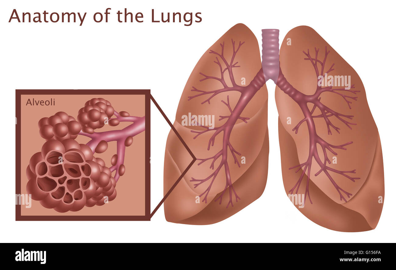 Illustration de l'anatomie des poumons, avec un gros plan sur les alvéoles, les petits sacs d'air à la fin de l'arbre respiratoire. Banque D'Images