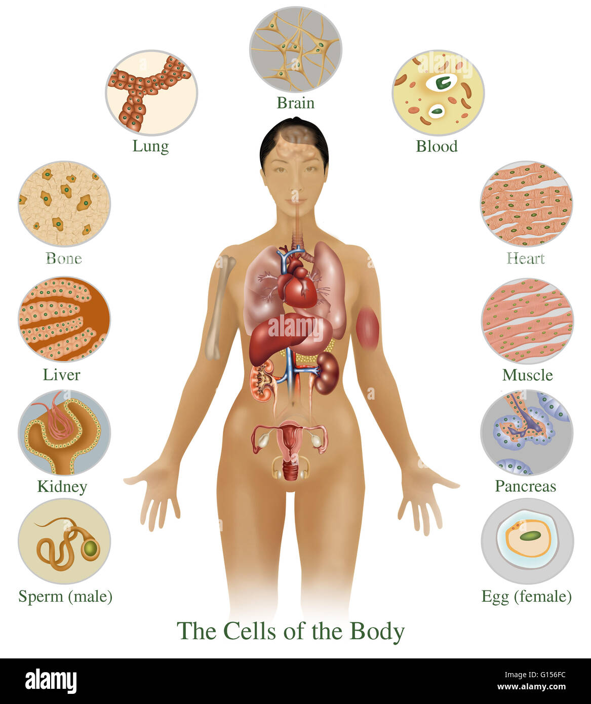 Illustration en détaillant les différentes cellules du corps humain. Montré ici sont des cellules à partir de (en bas à gauche, autour de vers le bas à droite) du sperme (mâle), les reins, le foie, les os, les poumons, le cerveau, le sang, le cœur, les muscles, le pancréas et les oeufs (femelle). Banque D'Images