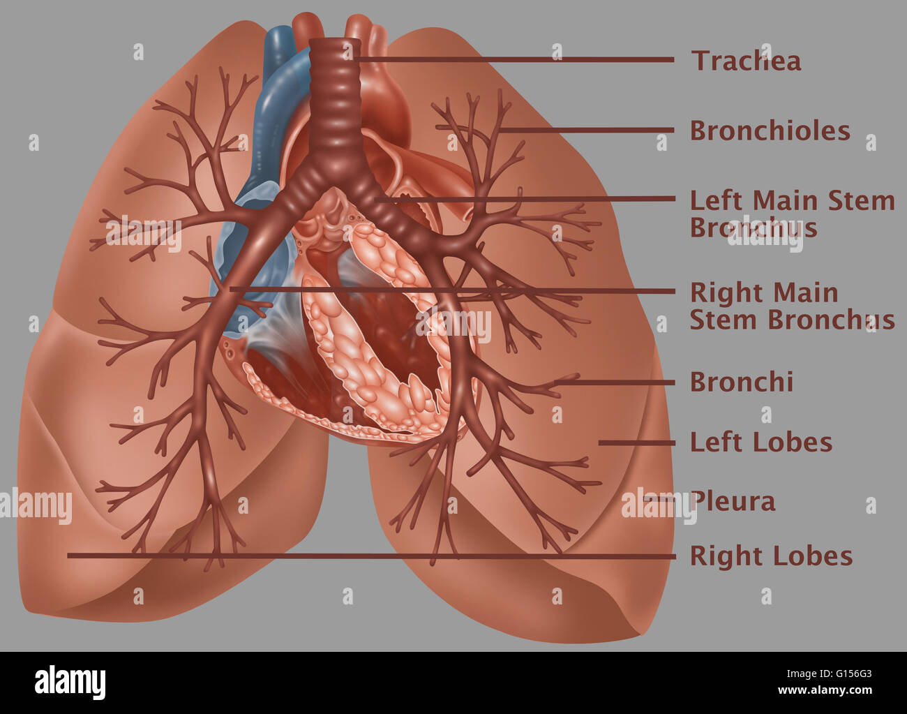 Illustration anatomique des poumons, avec (de haut en bas) la trachée, les bronchioles bronche tige principale gauche, droite, tige principale des bronches, les bronches, les lobes gauche et droit, la plèvre, le libellé des lobes Banque D'Images