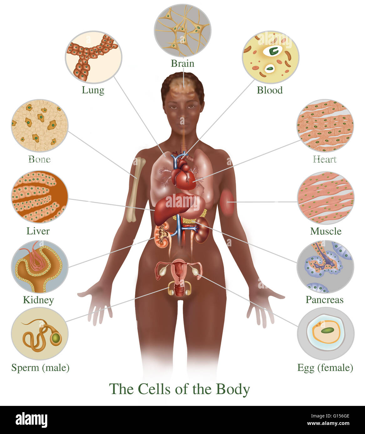 Illustration en détaillant les différentes cellules du corps humain. Montré  ici sont des cellules à partir de (en bas à gauche, autour de vers le bas à  droite) du sperme (mâle), les