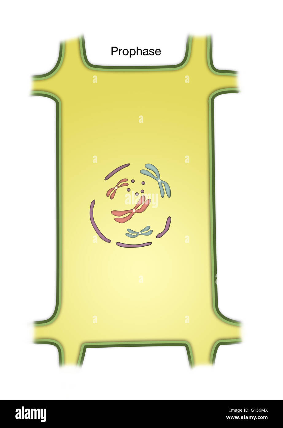 Schéma électrique de la prophase de la mitose dans une cellule végétale. Banque D'Images