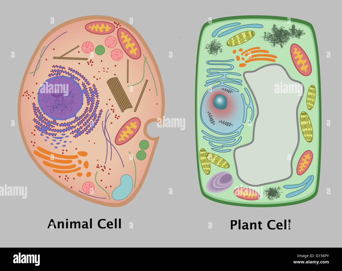 Une Illustration Comparer Une Cellule Animale Et V g tale Cellule Photo Une Illustration Comparer Une Cellule Animale Et V g tale Cellule Photo