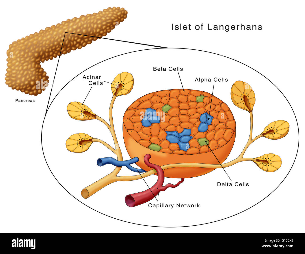 Schéma de principe des îlots de Langerhans. Indiqués sont des cellules acineuses, cellules bêta, les cellules, les cellules alpha delta et le réseau capillaire. Banque D'Images