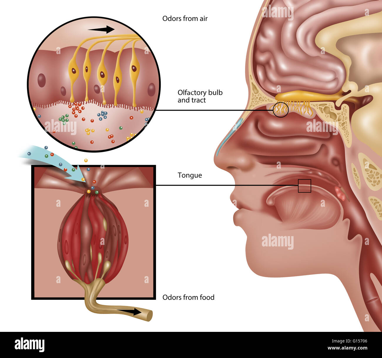 Illustration de l'anatomie de l'odorat. La perception de l'odorat commence dans la doublure (muqueuse) du nez, des cheveux où de minuscules cellules nerveuses des récepteurs de détecter les substances chimiques dans l'atmosphère. Les cellules du récepteur activé pour transmettre des messages le bulbe olfactif, juste au-dessus de la Banque D'Images