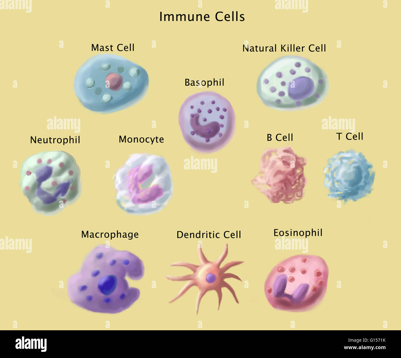 Les cellules immunitaires (à partir du haut à gauche vers le bas à droite)  : cellules de mât, des cellules tueuses naturelles, basophiles,  neutrophiles, monocytes, cellules T, cellules B, macrophages, cellules  dendritiques,