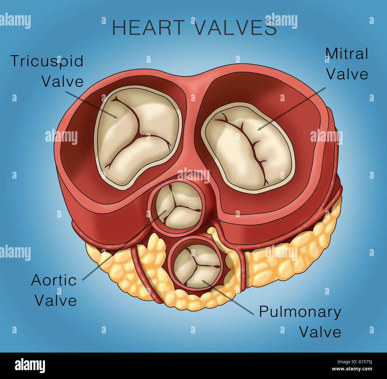 Anatomie De La Valve Cardiaque Humaine, Valve Pulmonaire Diastole, Valve  Aortique, Valve Tricuspide Et Valve Mitrale Clip Art Libres De Droits, Svg,  Vecteurs Et Illustration. Image 197874213