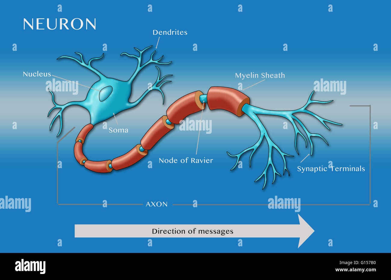 Illustration d'un neurone moteur, montrant de dendrites noyau et soma (fin  bleu à gauche) et certaines parties de l'axone y compris le noeud de ravier,  gaine de myéline, et les terminaux synaptiques.