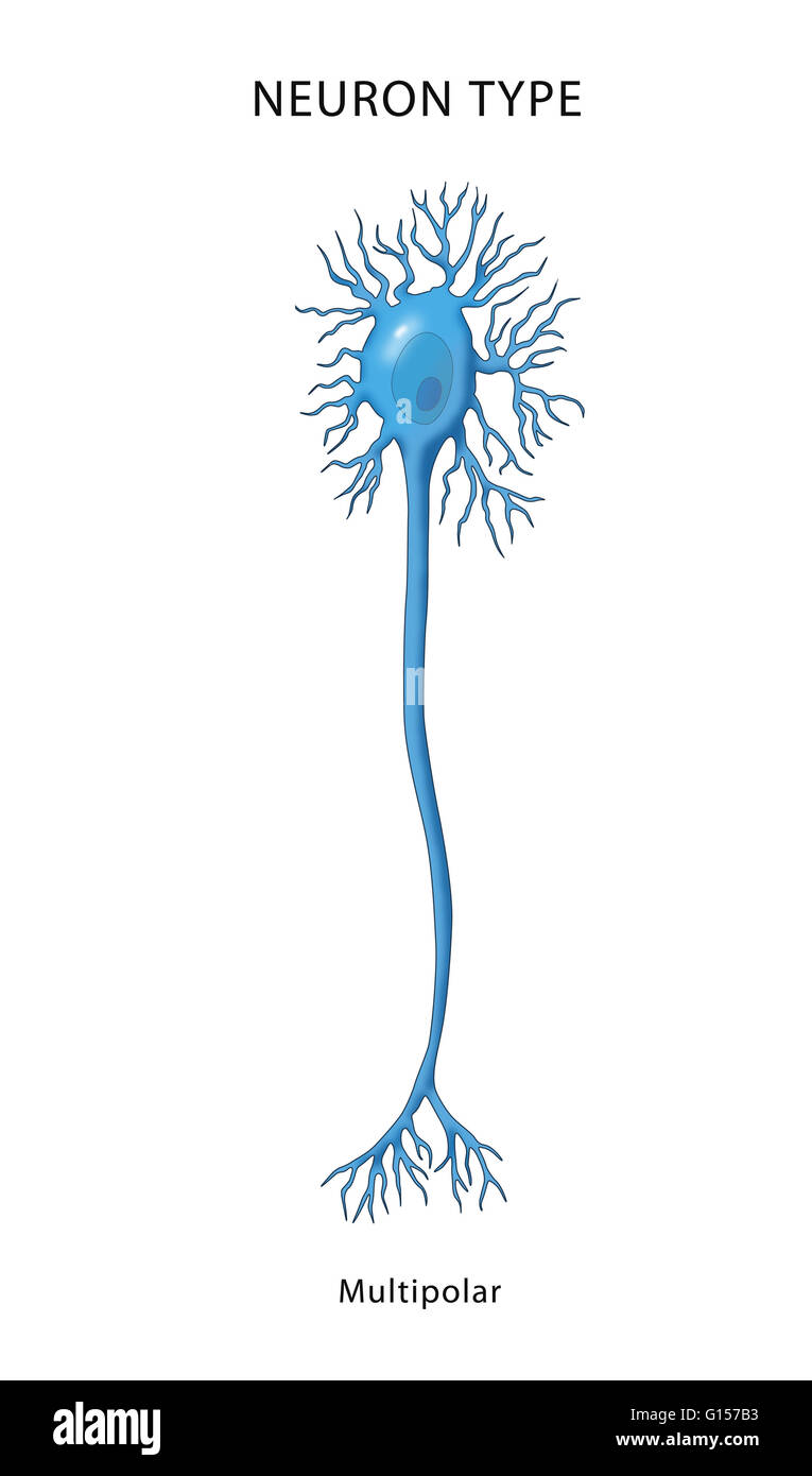 Illustration d'un monde multipolaire, neurone un neurone qui possède un seul axone et beaucoup de dendrites. Les neurones multipolaires constituent la majorité des neurones dans le cerveau et les neurones moteurs et inclure des interneurones. Banque D'Images