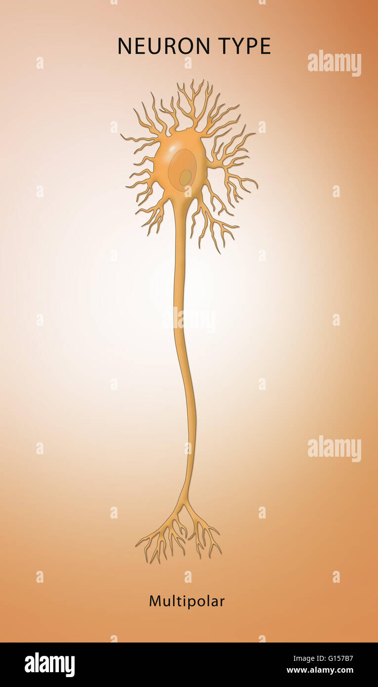 Illustration d'un monde multipolaire, neurone un neurone qui possède un seul axone et beaucoup de dendrites. Les neurones multipolaires constituent la majorité des neurones dans le cerveau et les neurones moteurs et inclure des interneurones. Banque D'Images