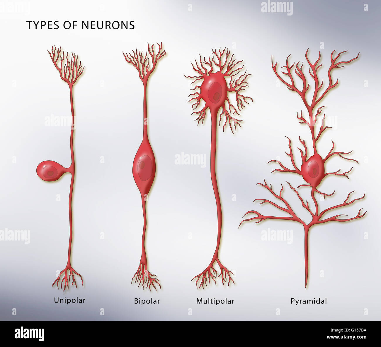 Illustration montrant les 4 types de neurones. De gauche à droite : unipolaire, bipolaire, multipolaire, et pyramidale. Banque D'Images