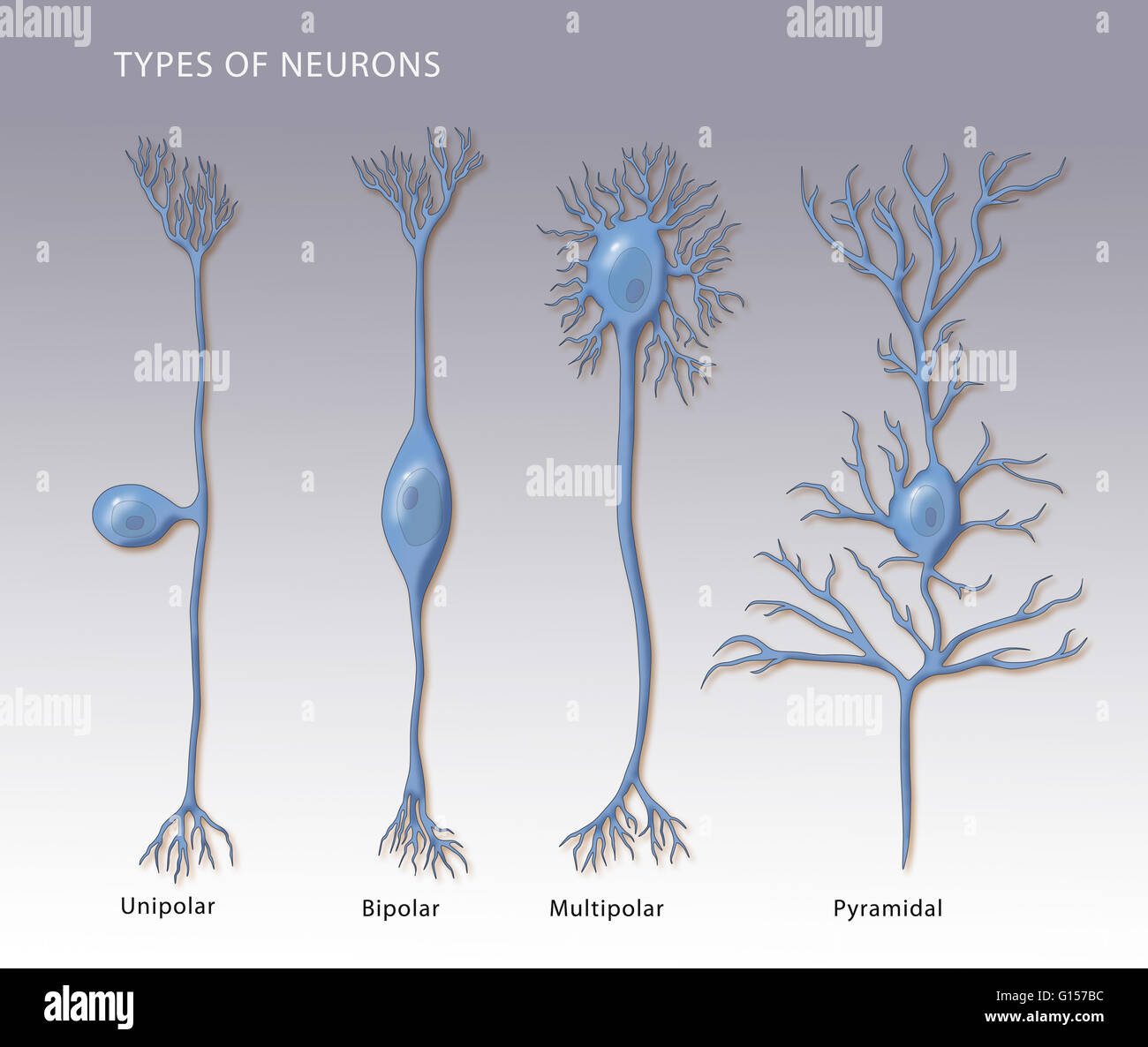 Illustration montrant les 4 types de neurones. De gauche à droite : unipolaire, bipolaire, multipolaire, et pyramidale. Banque D'Images