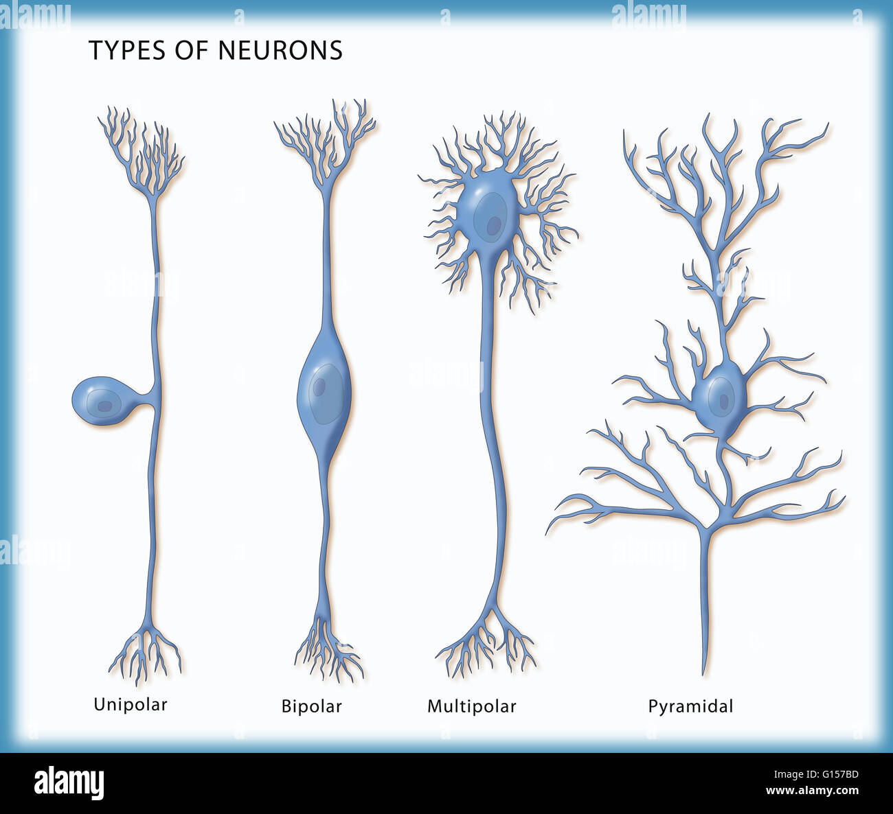 Illustration montrant les 4 types de neurones. De gauche à droite : unipolaire, bipolaire, multipolaire, et pyramidale. Banque D'Images
