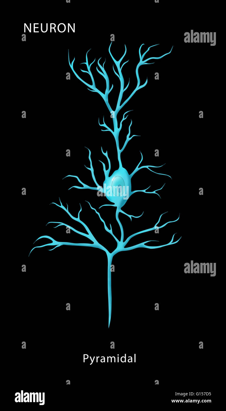Illustration de l'étiquette d'un neurone pyramidal, l'un des quatre types de base de neurone. Banque D'Images