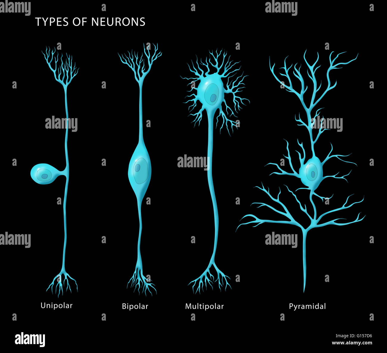 Illustration de l'étiquette de base les types de neurones, de gauche à droite : unipolaire, bipolaire, multipolaire, et pyramidale. Banque D'Images