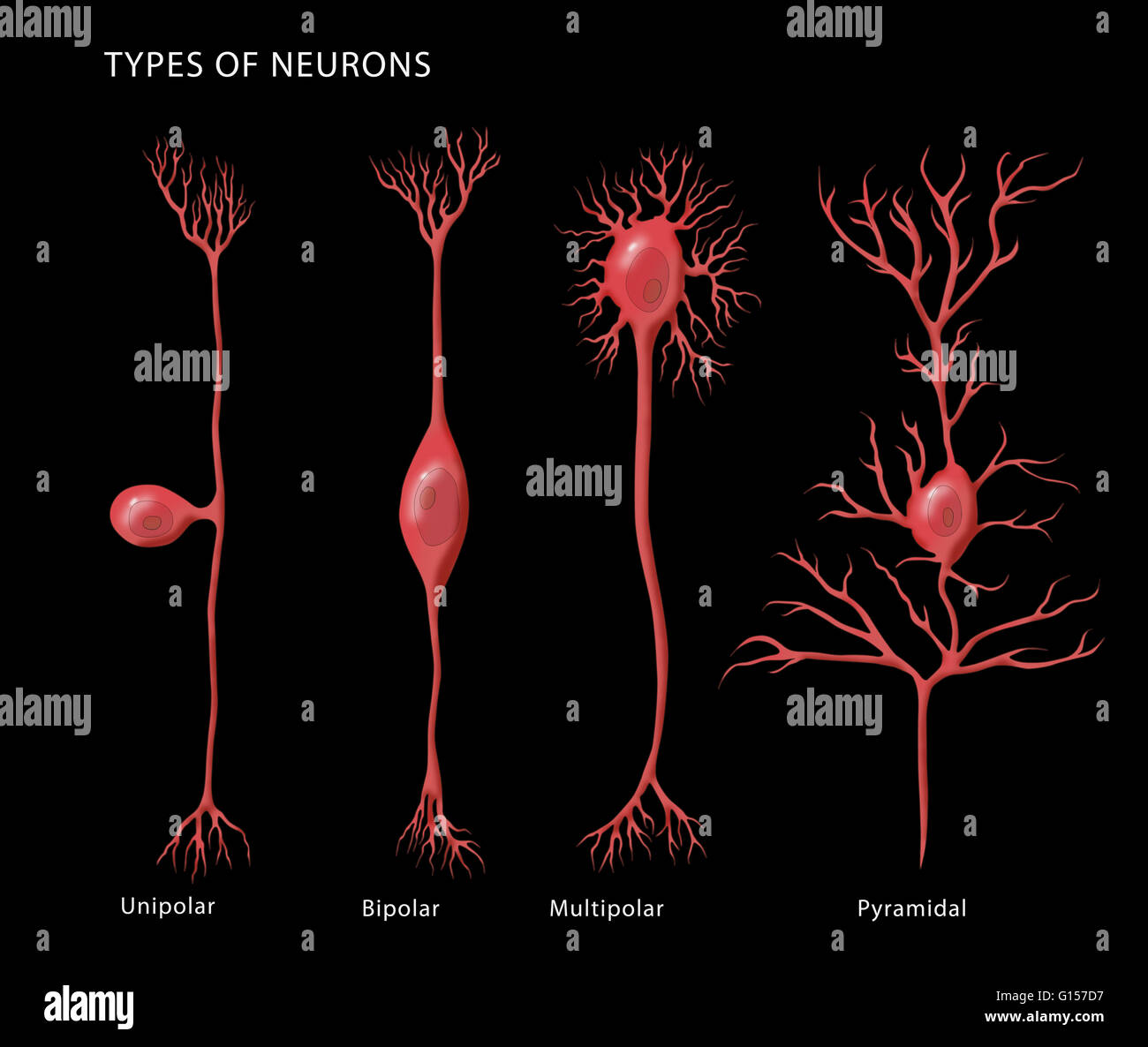 Illustration de l'étiquette de base les types de neurones, de gauche à droite : unipolaire, bipolaire, multipolaire, et pyramidale. Banque D'Images
