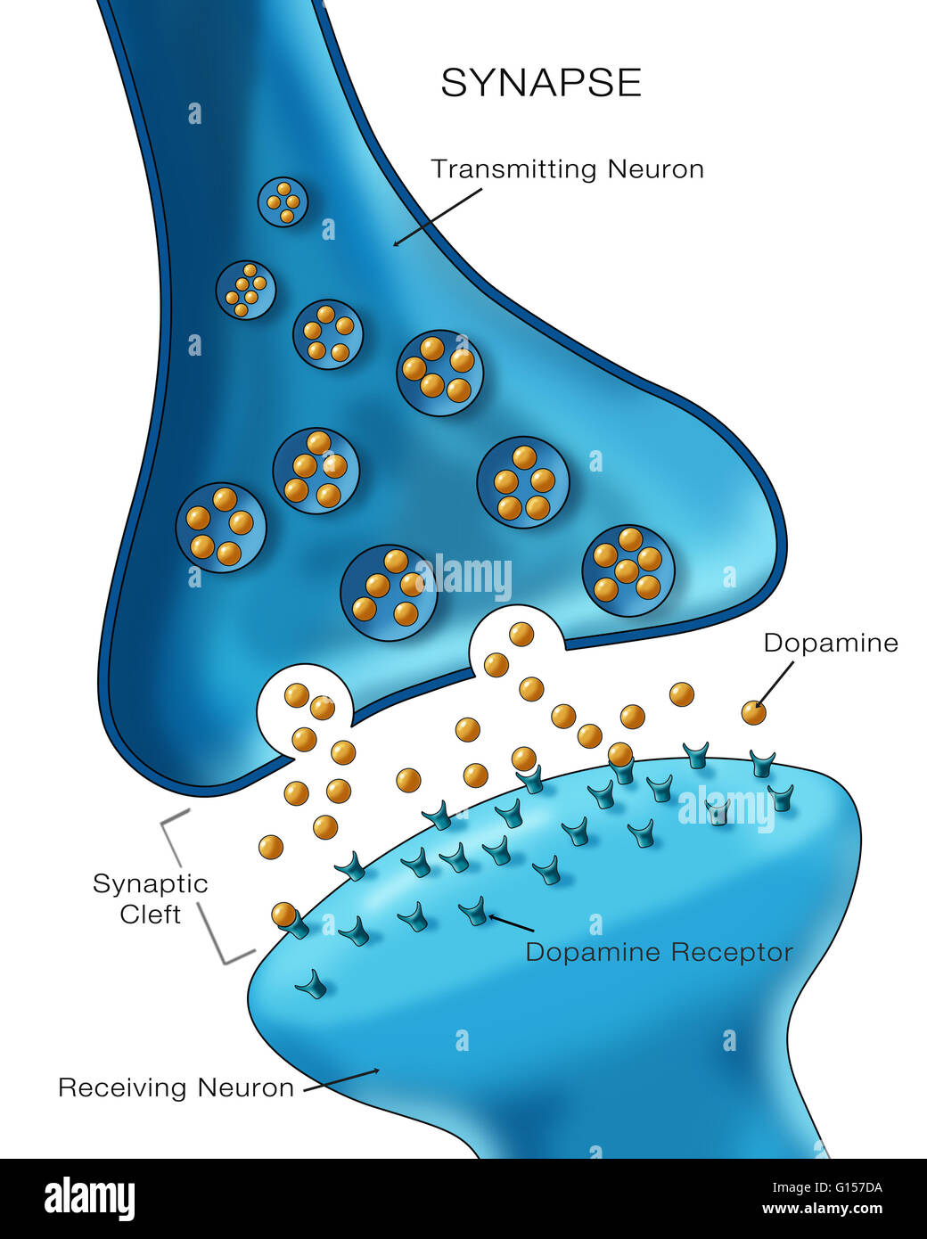 Étiqueté illustration neurone normal de l'activité des synapses. Banque D'Images