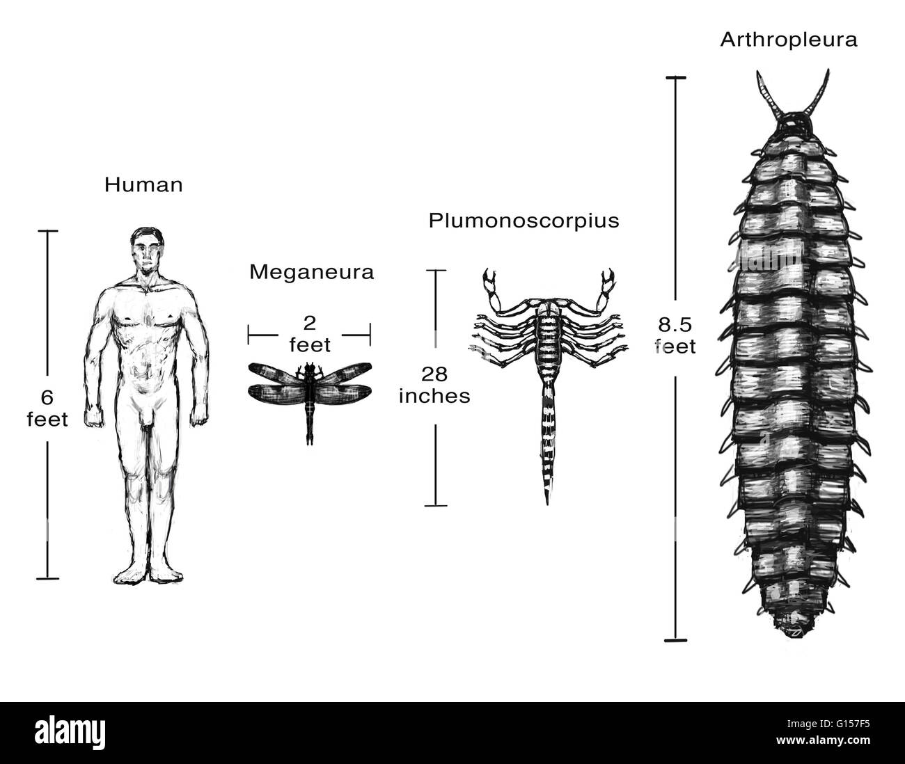 Illustration comparant la taille de certains animaux de la fin du carbonifère à la taille moyenne d'un des droits de l'homme. Banque D'Images