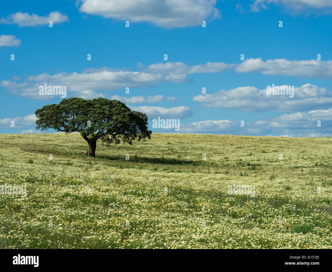 Lonely tree sur déposée, ciel bleu et nuages blancs Banque D'Images