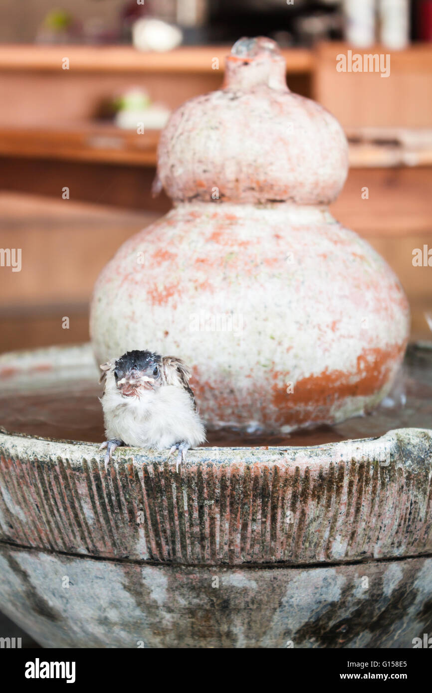 Close up of a young Sparrow, à la fontaine, stock photo Banque D'Images