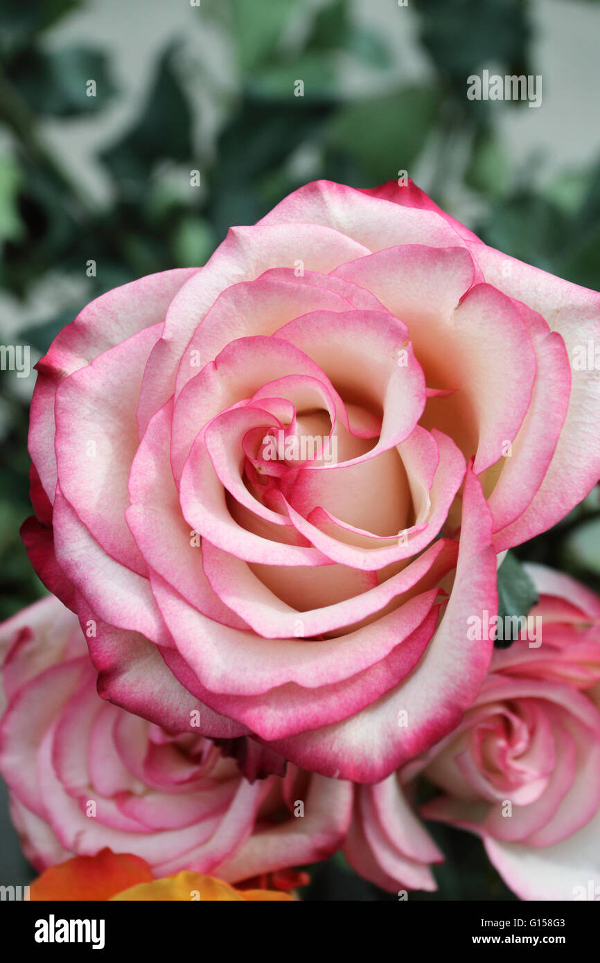 Gros plan d'une couleur pêche roses en pleine floraison Banque D'Images