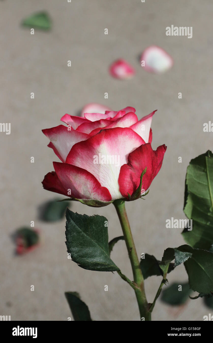 Gros plan d'une couleur rouge et scream roses en pleine floraison Banque D'Images