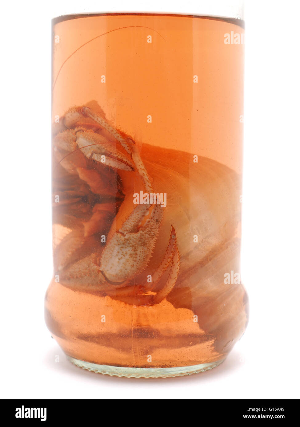 Avec du crabe anémone de mer dans un bocal en verre sur un fond blanc Banque D'Images
