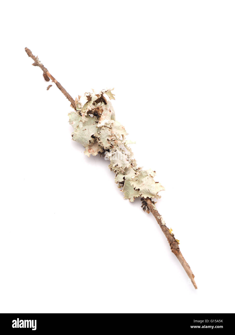 Lichen sur une branche sur un fond blanc Banque D'Images