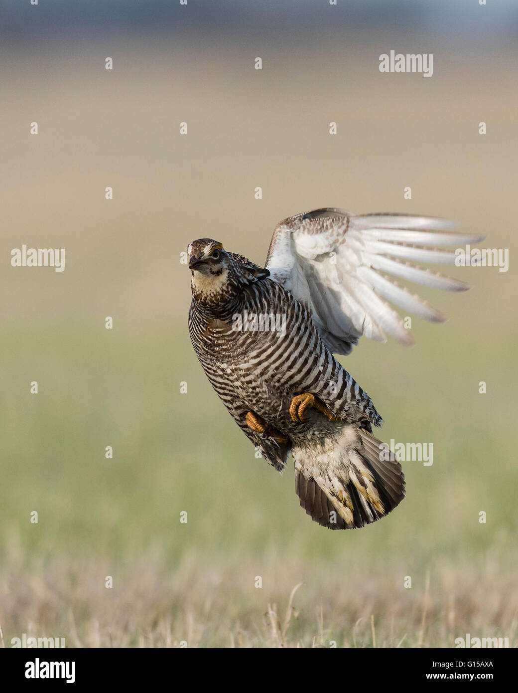 Un vol de la grande poule-des-prairies au Minnesota Banque D'Images