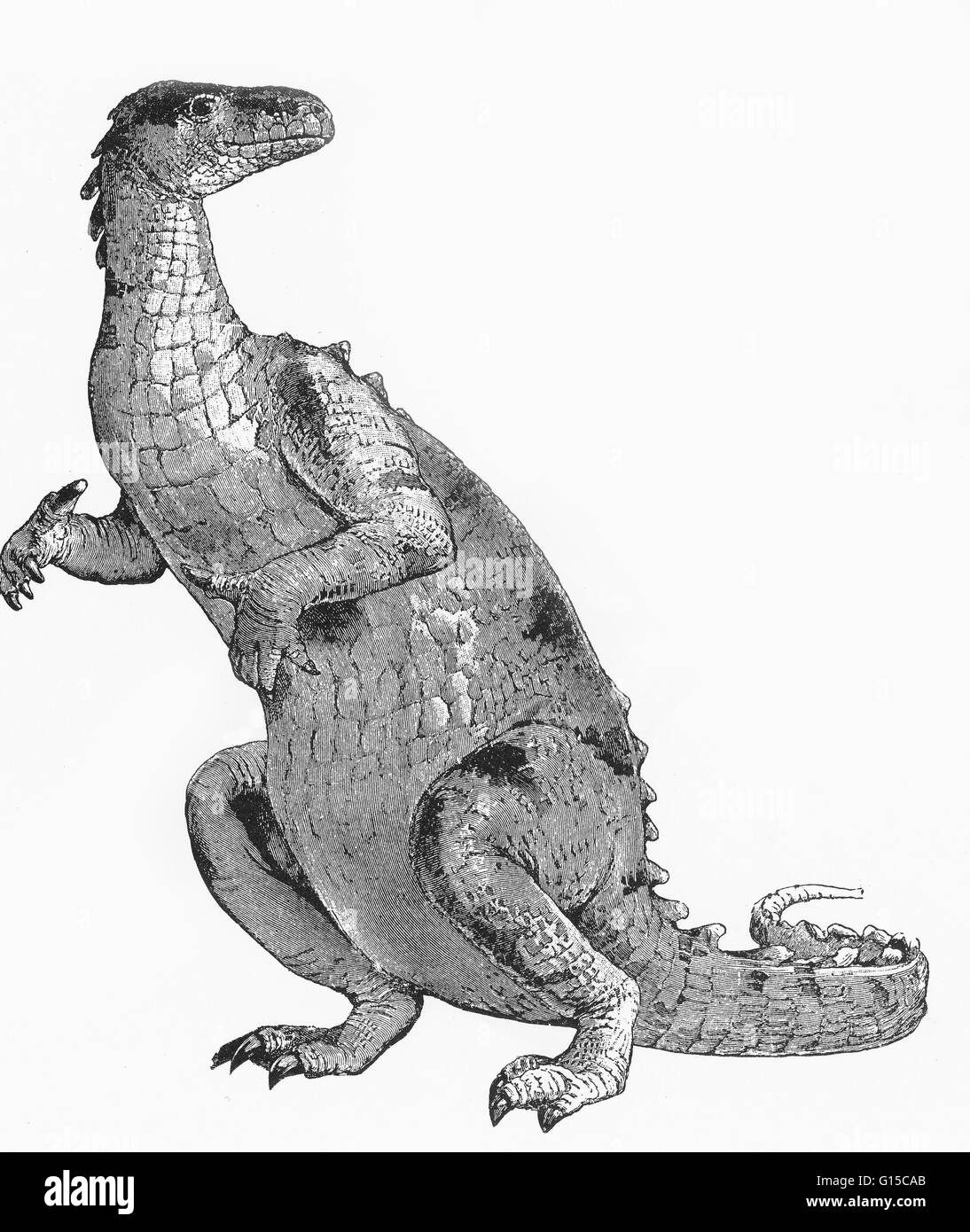 Le mot dinosaure a été inventé par Richard Owen en 1841, deinos sauros (terrible)  + (lézard) qui décrivent divers reptiles éteints de l'ordre Saurischia et Ornithischiens qui ont fleuri au cours de l'ère mésozoïque. Les dinosaures étaient carnivores, herbivores ou Banque D'Images