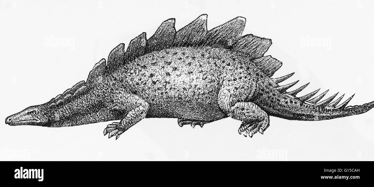 Illustration d'un stégosaure. Banque D'Images